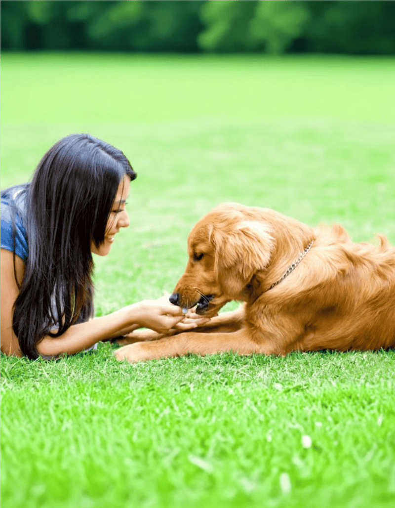 Dog and owner interacting in a grassy park, showcasing love and companionship with a golden retriever.