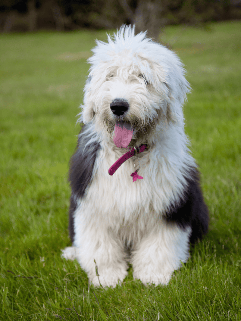 Adorable fluffy sheepdog enjoying a sunny day outdoors on green grass. Perfect for dog lovers' outdoor photography.