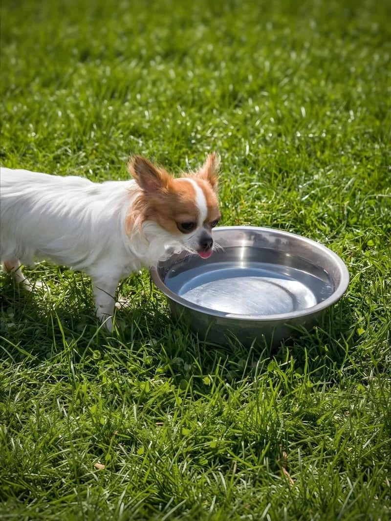 Small dog with white and tan fur sipping water from a shiny metal bowl.