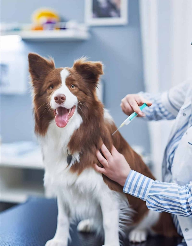 Dog vet administering vaccine to Border Collie in clinic.