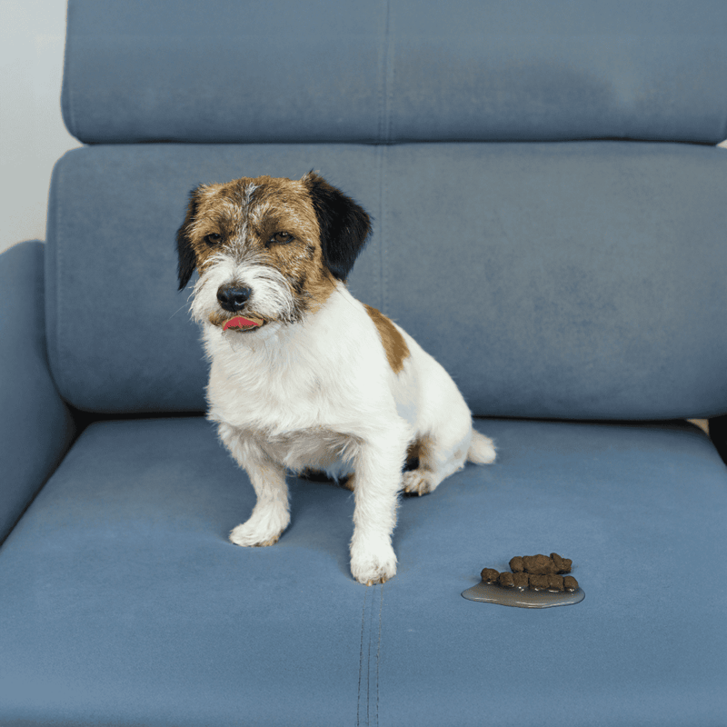 Adorable small dog with half-licked tongue sitting on a modern blue couch.