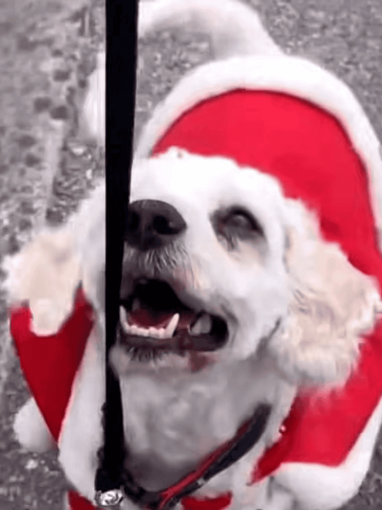 Dog in Santa costume, festive holiday attire, celebrating Christmas with joy.