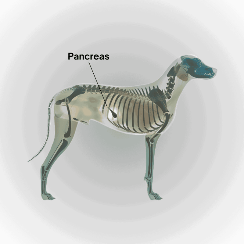 A detailed illustration of a dog's skeletal system highlighting organs, including the pancreas, for veterinary reference.