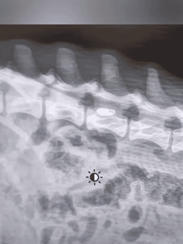 Dog dental X-ray revealing dental health concerns in a canine patient.