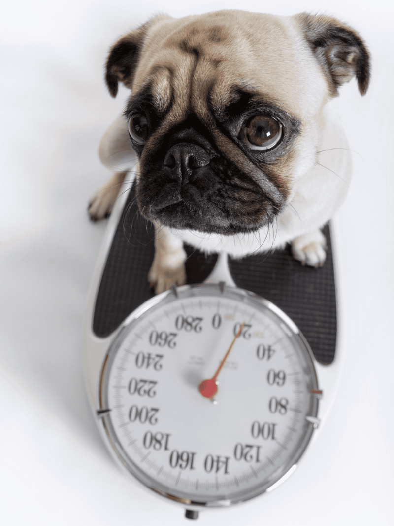 Dog standing on a scale showing weight monitoring for dogs.