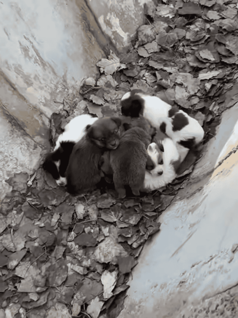 Adorable puppies cuddling in a pile on dry leaves in a rustic outdoor setting.