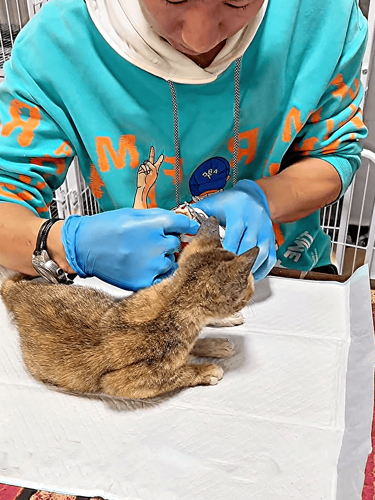 Dogfix.com veterinary services.