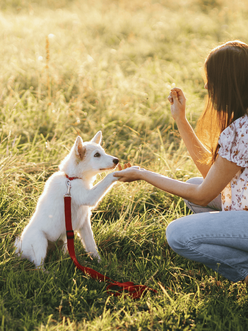 Adorable white puppy and owner playing outdoors in a sunny field for positive dog training.