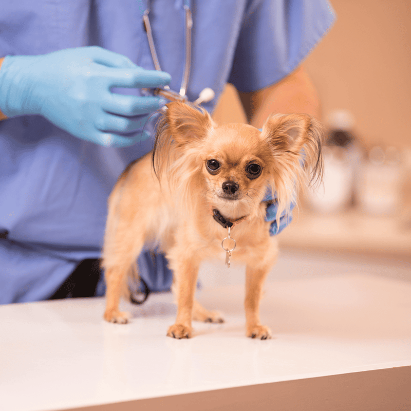 Close-up of small dog at vet clinic during vaccination or health check-up.