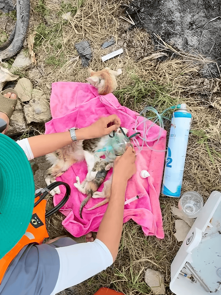 Cats receiving emergency oxygen therapy outdoors.