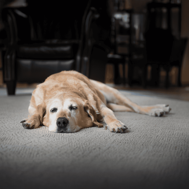 Calm dog lying on a cozy carpet, relaxing in a home environment.