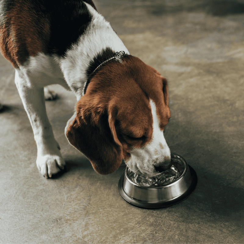 Adorable beagle dog eating food from metal pet bowl on concrete floor.