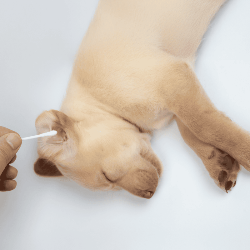 Dog receiving ear cleaning for health and comfort.