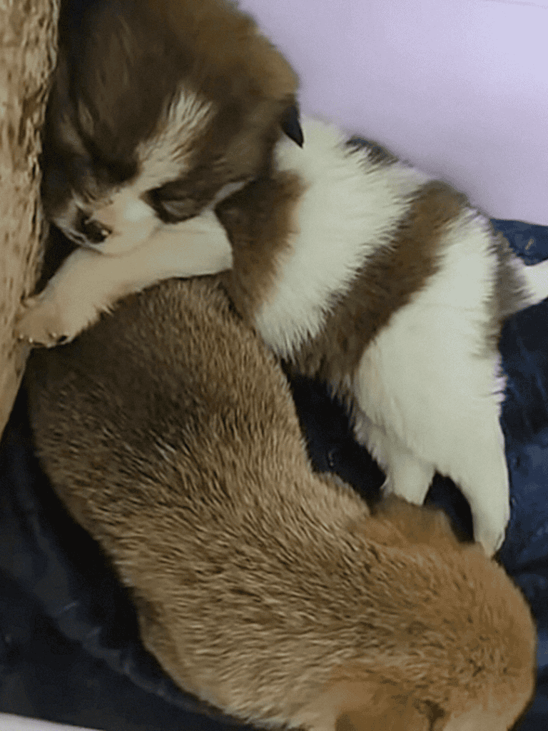Adorable puppies resting together, illustrating the importance of pet comfort.