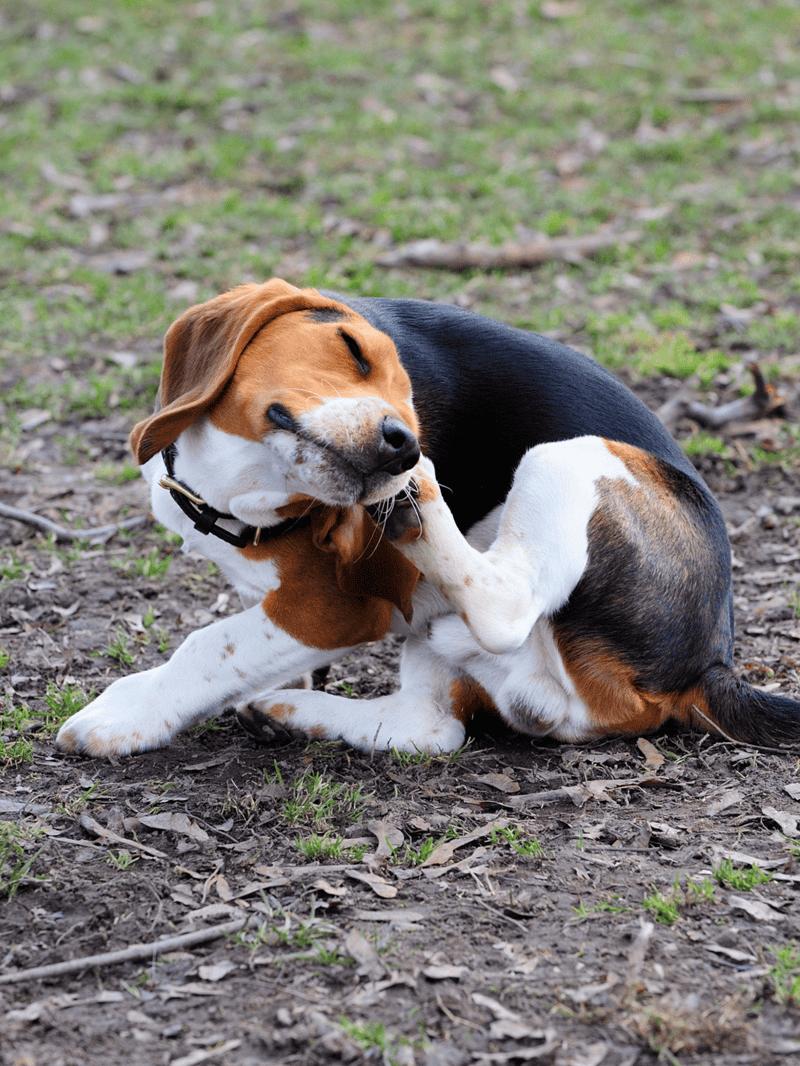 Happy beagle puppy playing joyfully outdoors.