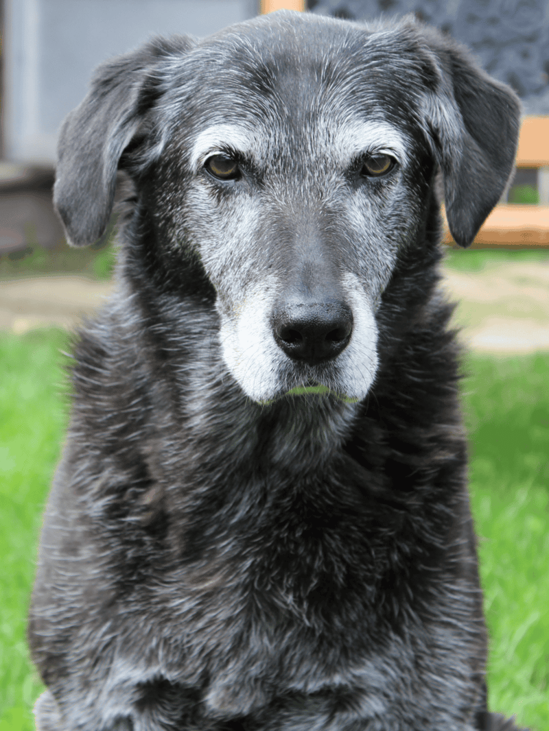 Australian Shepherd mix, blue merle coat, attentive and loyal dog.