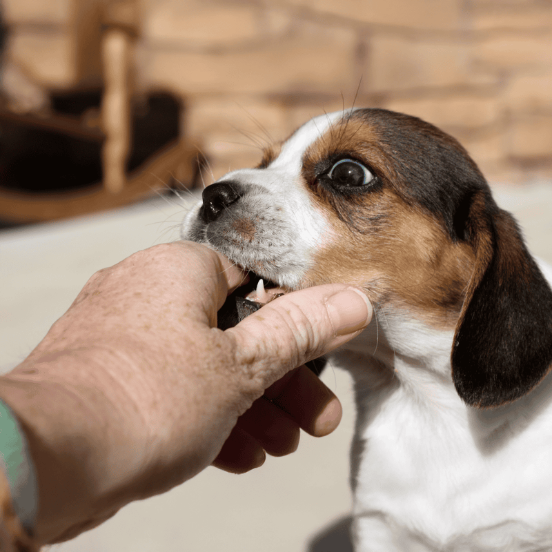 Dog grooming, puppy nail care, pet grooming services, dog wellness.