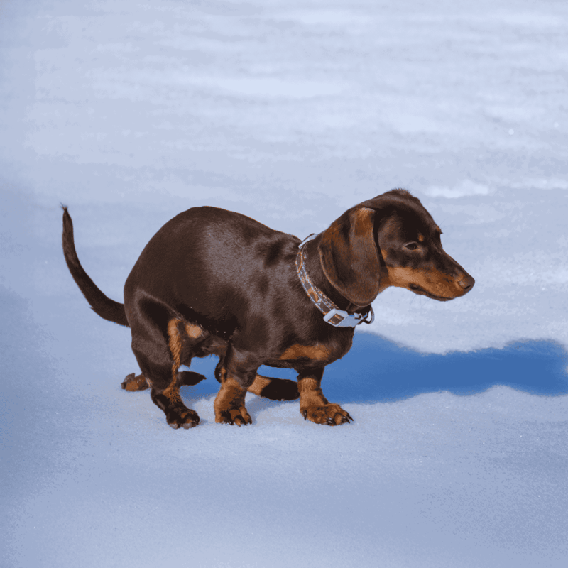 Playful dachshund puppy walking on snow, enjoying winter outdoors, small dog dogpark activity, winter pet care.