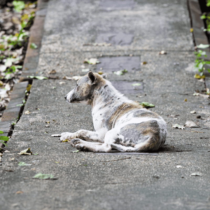 Adorable dog lying on a concrete pathway outdoors.