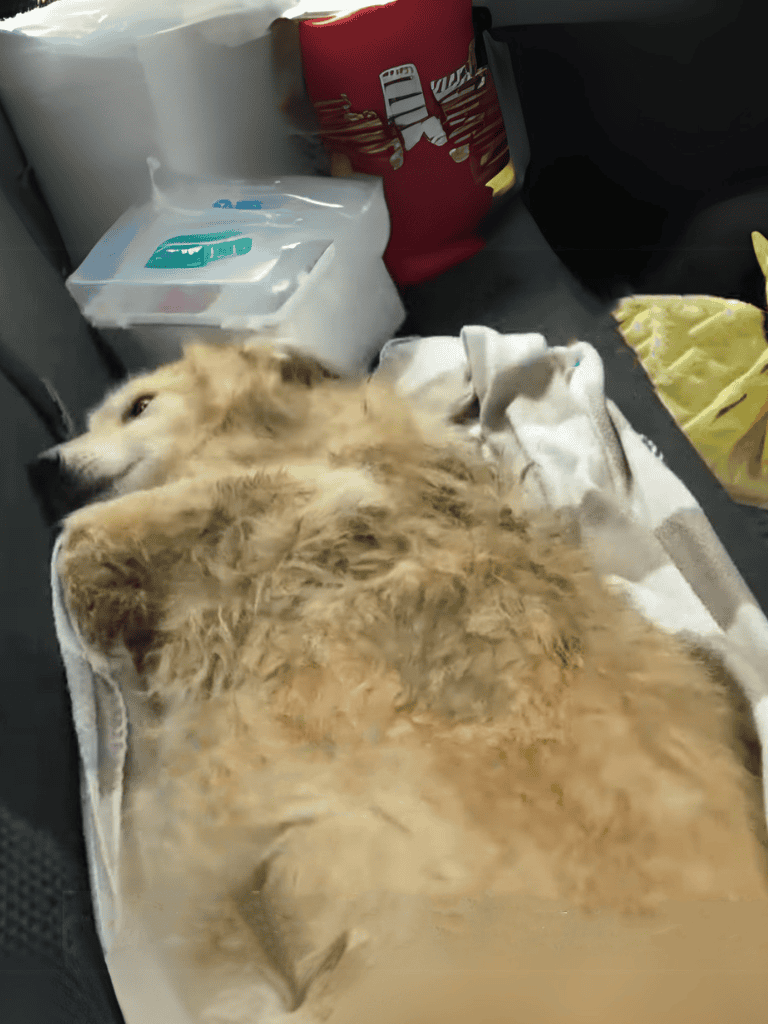 Relaxing dog on car seat with blanket and supplies.