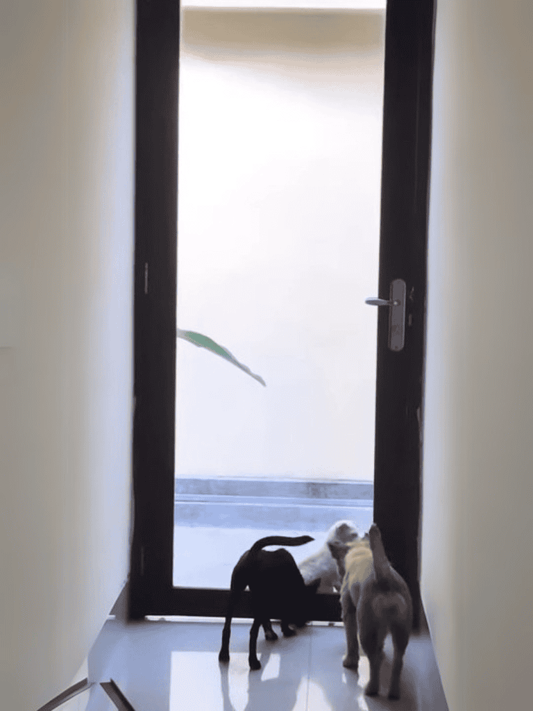 Cute puppies at door, exploring and playing together.