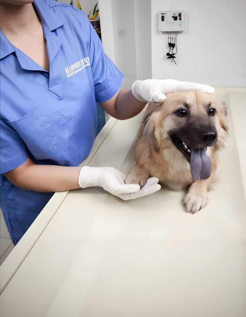 Friendly vet examining a happy dog during a routine health checkup.