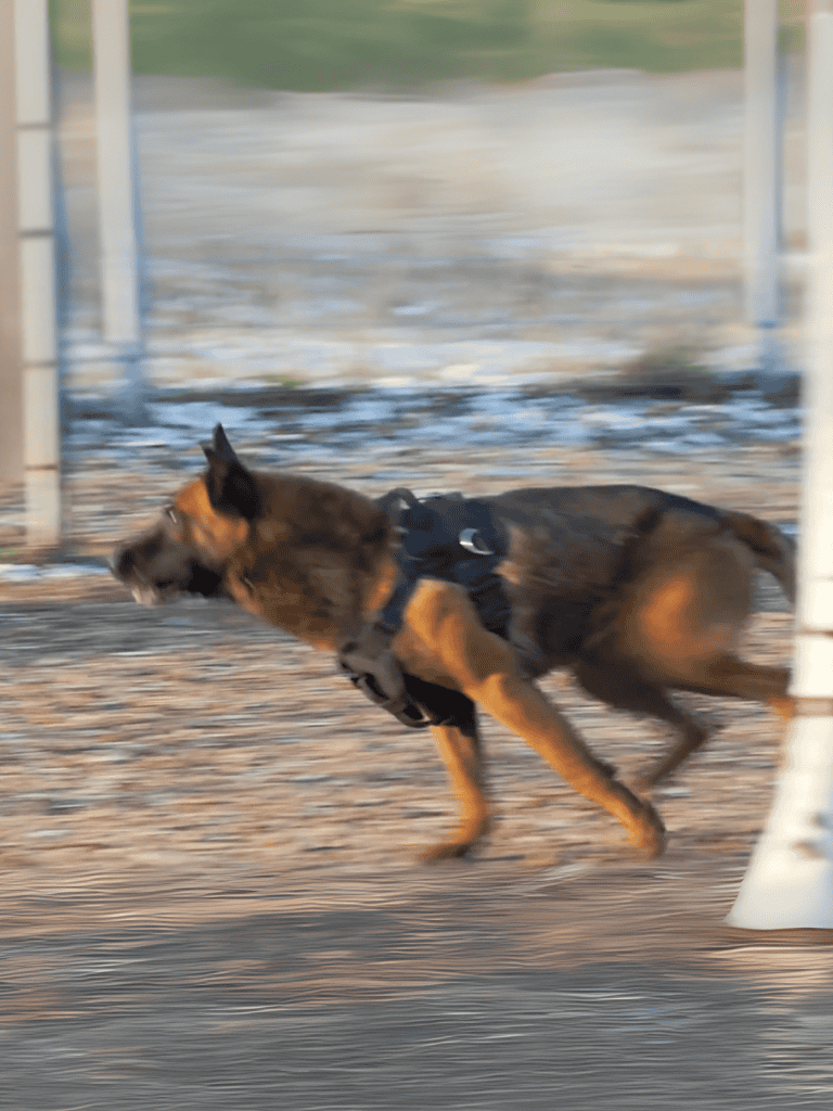 Dog running fast in an outdoor area during daytime, wearing a harness for exercise or training.
