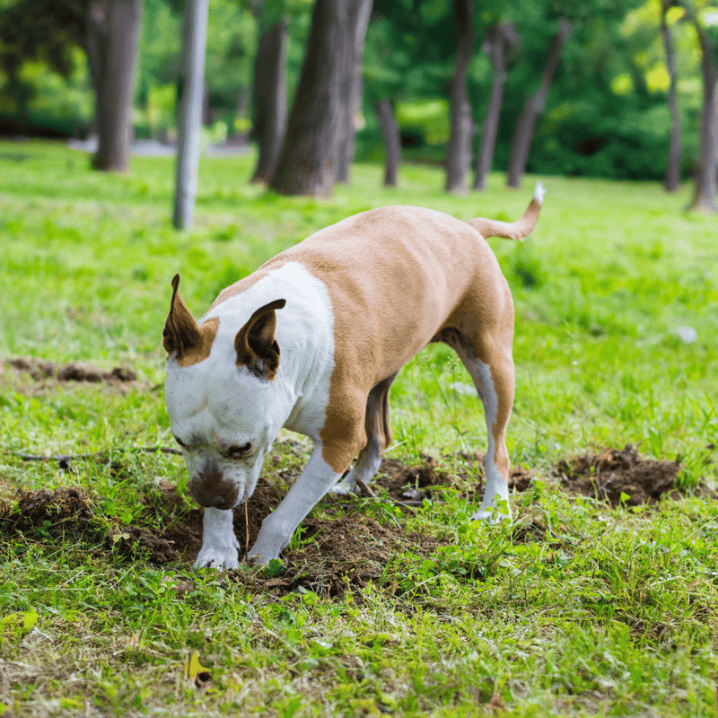 Adorable dog digging in lush green park during outdoor walk.