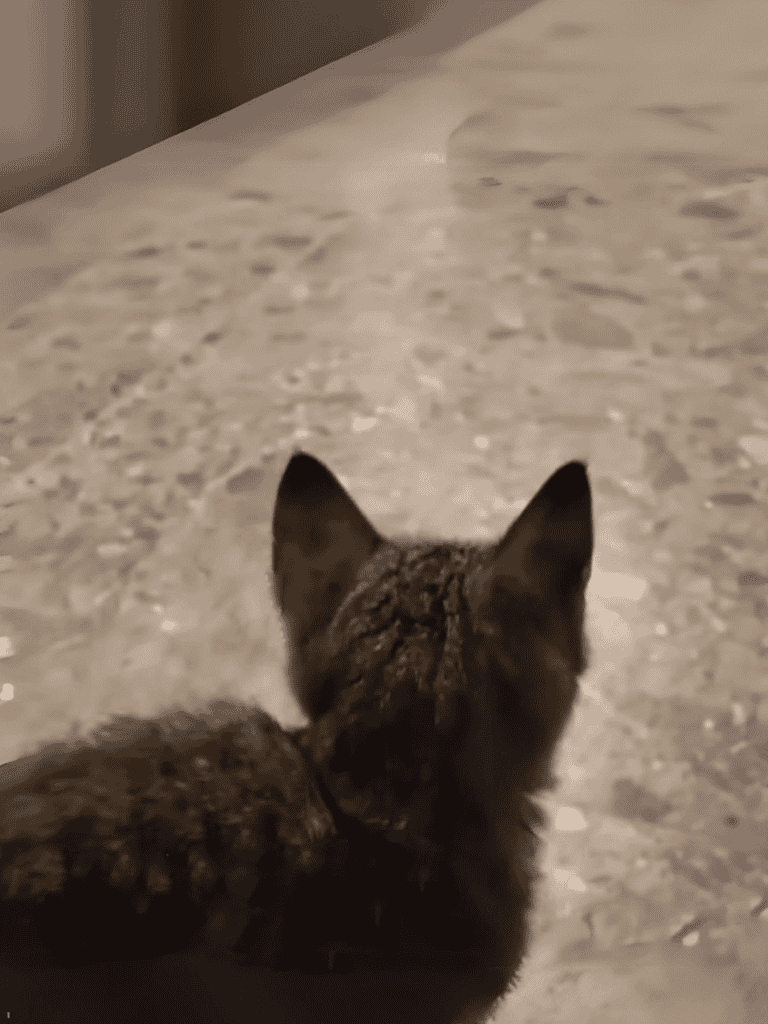 Aligned with pet exploration and comfort in home environments.