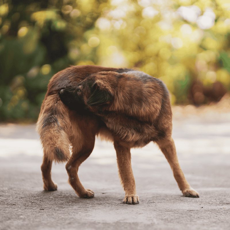 Close-up of two dogs showing affection, warm outdoor setting with blurred background.