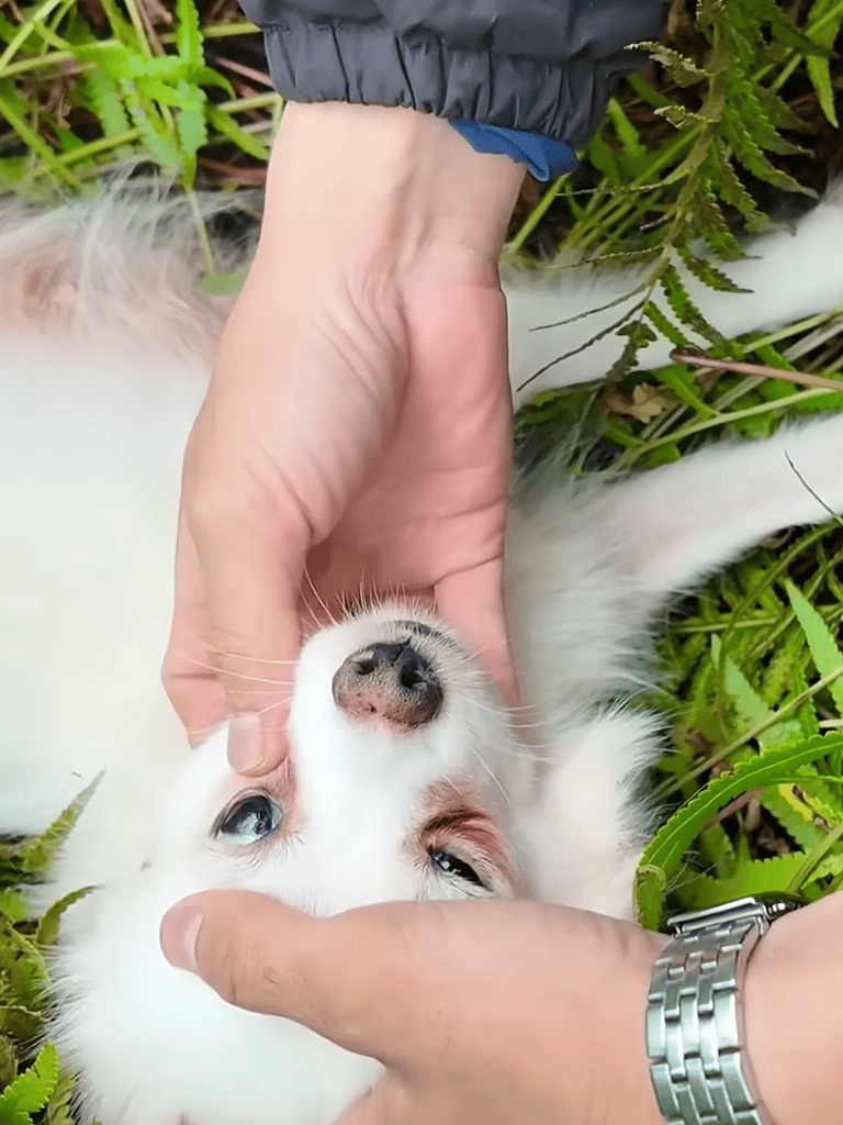 Adorable puppy, small dog, outdoor, care, playful, fur, pet, animal, nature.