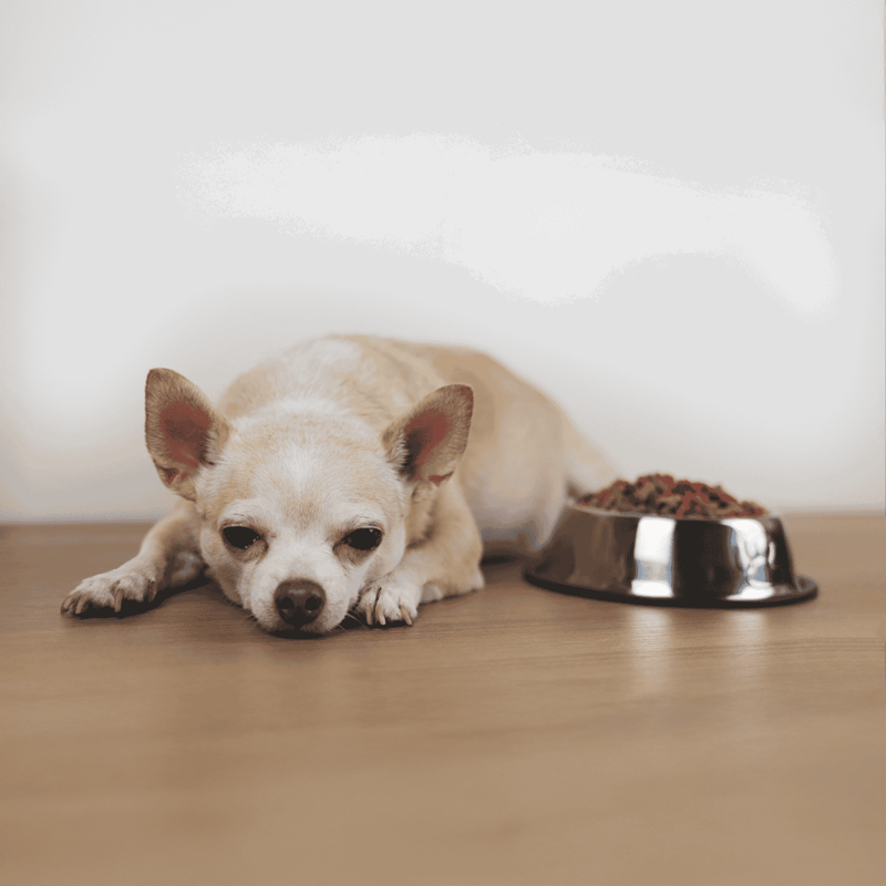 Cute small dog resting near food bowl, dog feeding, pet health, canine nutrition.