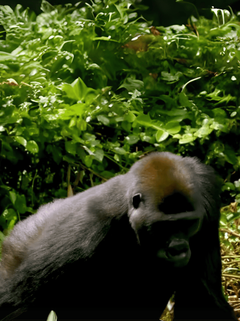 Close-up of a gorilla relaxing among lush green foliage.