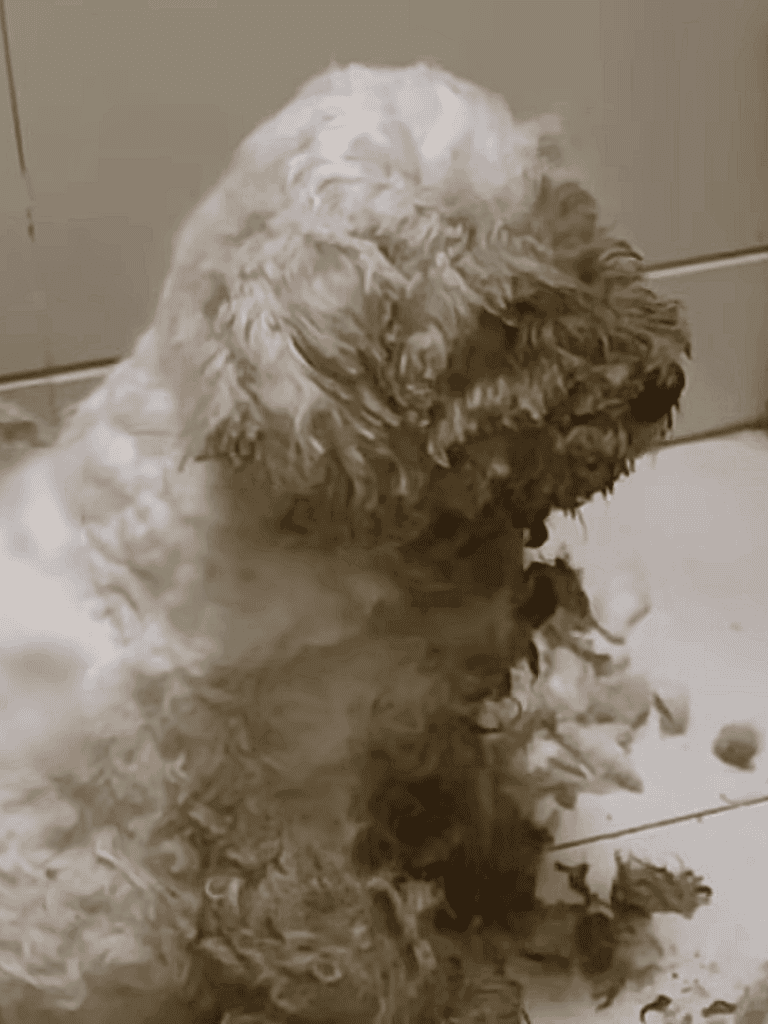 Adorable Poodle puppy playing with torn fabric on the floor. Perfect for dog lovers and pet grooming tips.