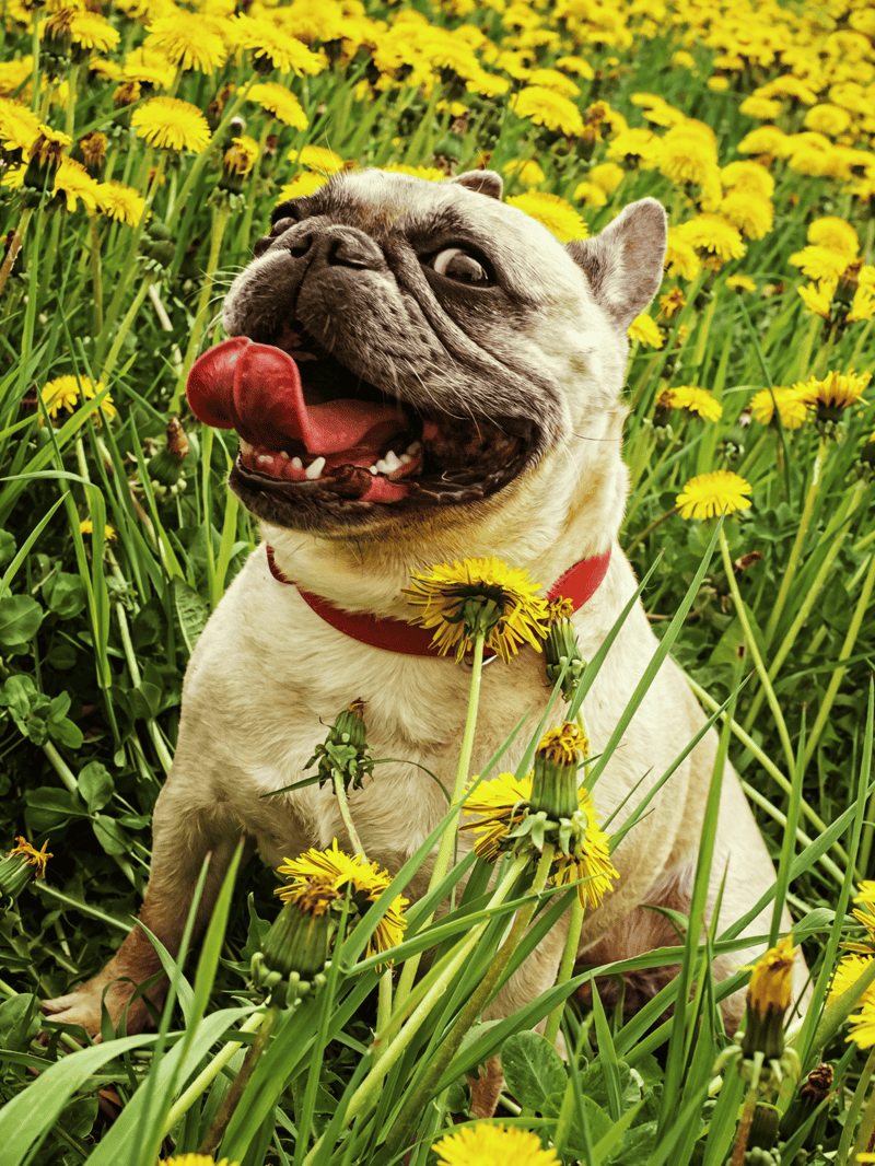 Playful French Bulldog in yellow flowers.