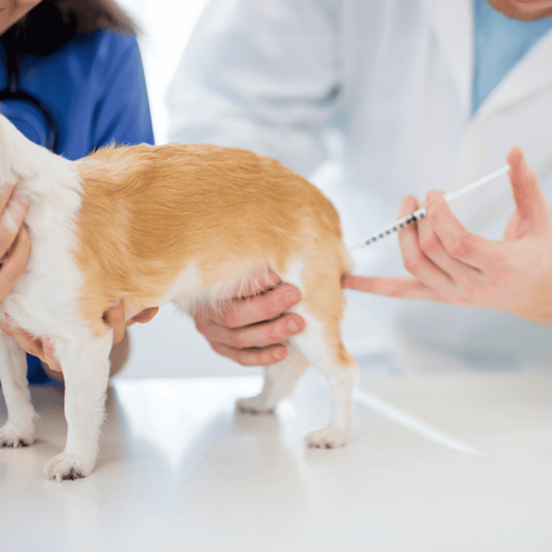 Dog receiving vaccination from veterinarian.