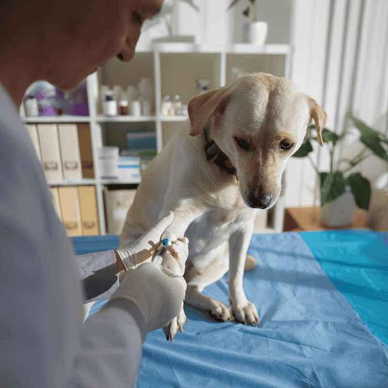 Close-up of a dog receiving veterinary injection during a routine pet health check.