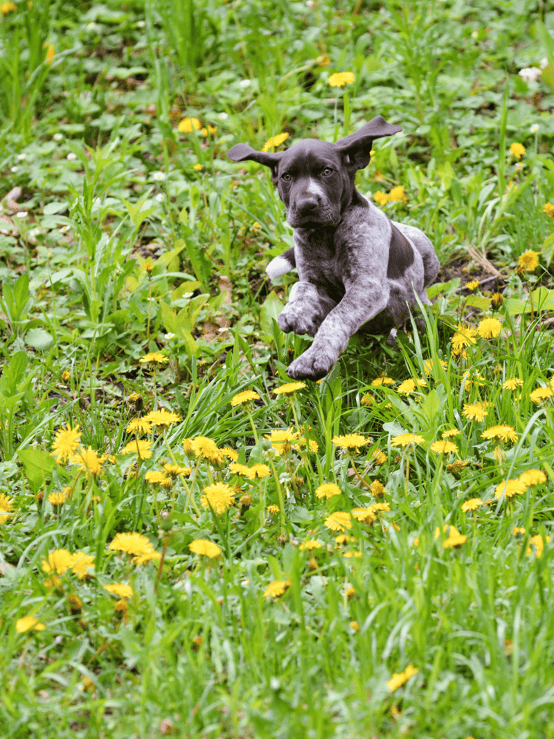 Adorable puppy jumping through a lush green field with yellow dandelions, full of energy and joy.