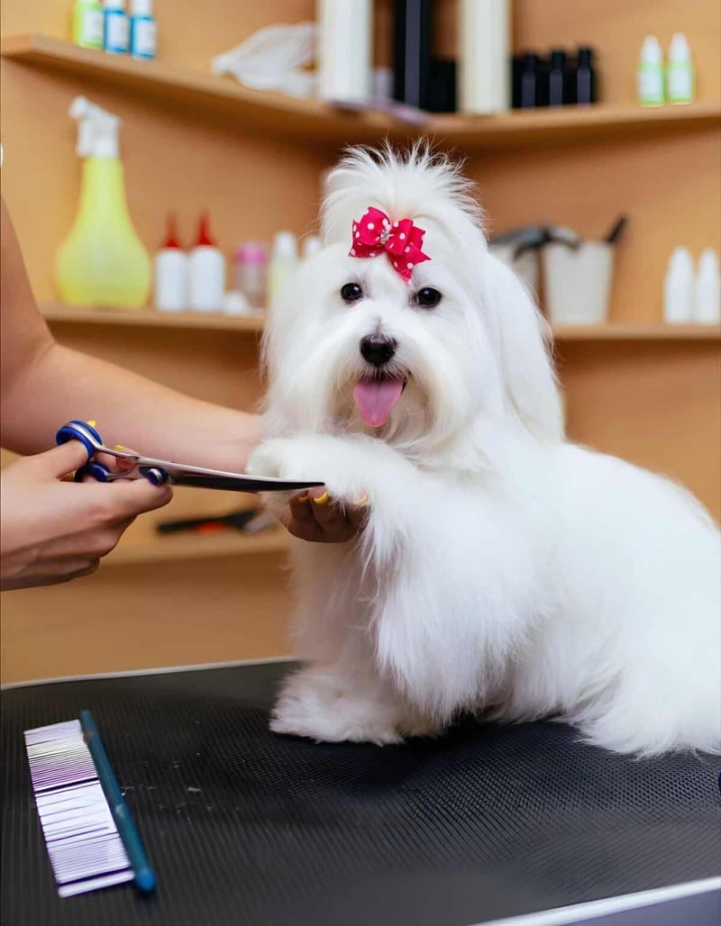 Beautiful Maltese dog being groomed and trimmed at a pet grooming salon with scissors and brushes.