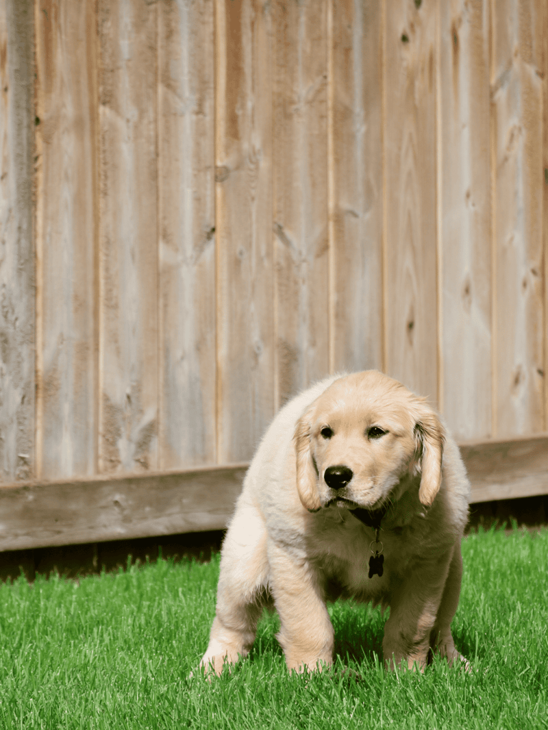 Adorable golden retriever puppy sitting on lush green grass near wooden fence.
