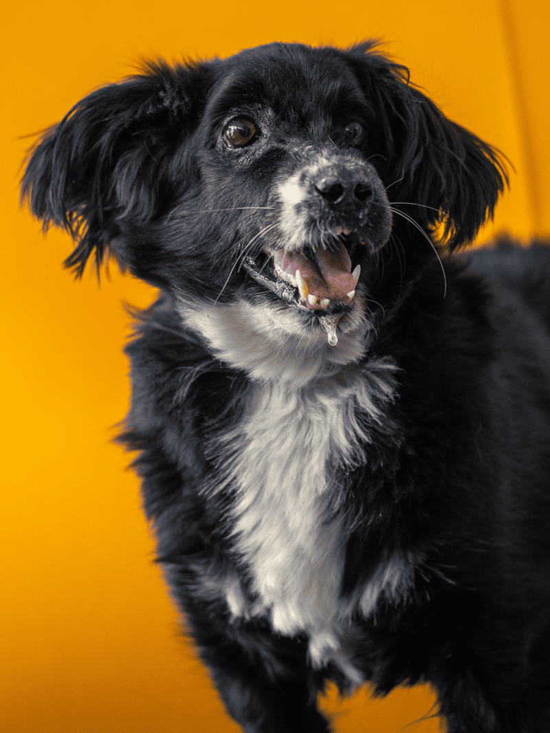 Dog rescue and pet care services at Dogfix.com, ensuring happy, healthy lives for dogs.