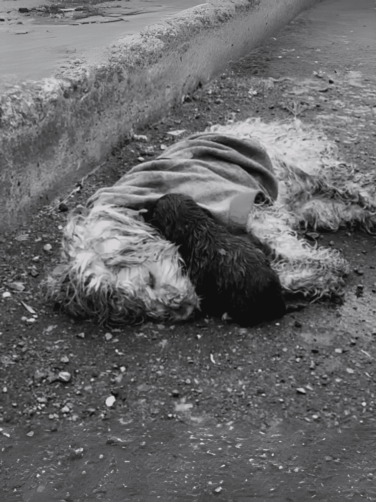 Dog lying on the street with blanket.