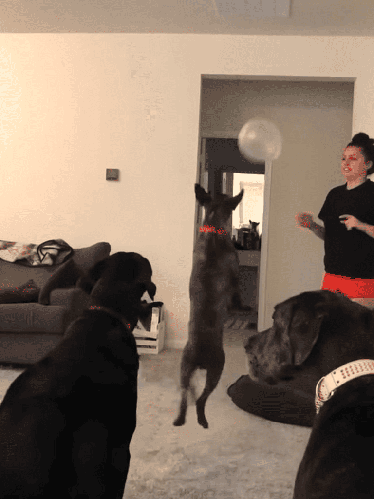 Dog jumping for ball, playful indoor training session, loyal dogs and trainer, fun dog agility activity.