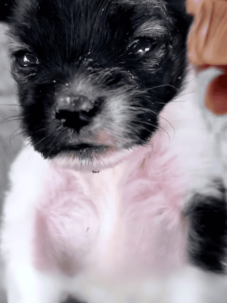 Cute black and white puppy, small breed, perfect for dog lovers and pet care.