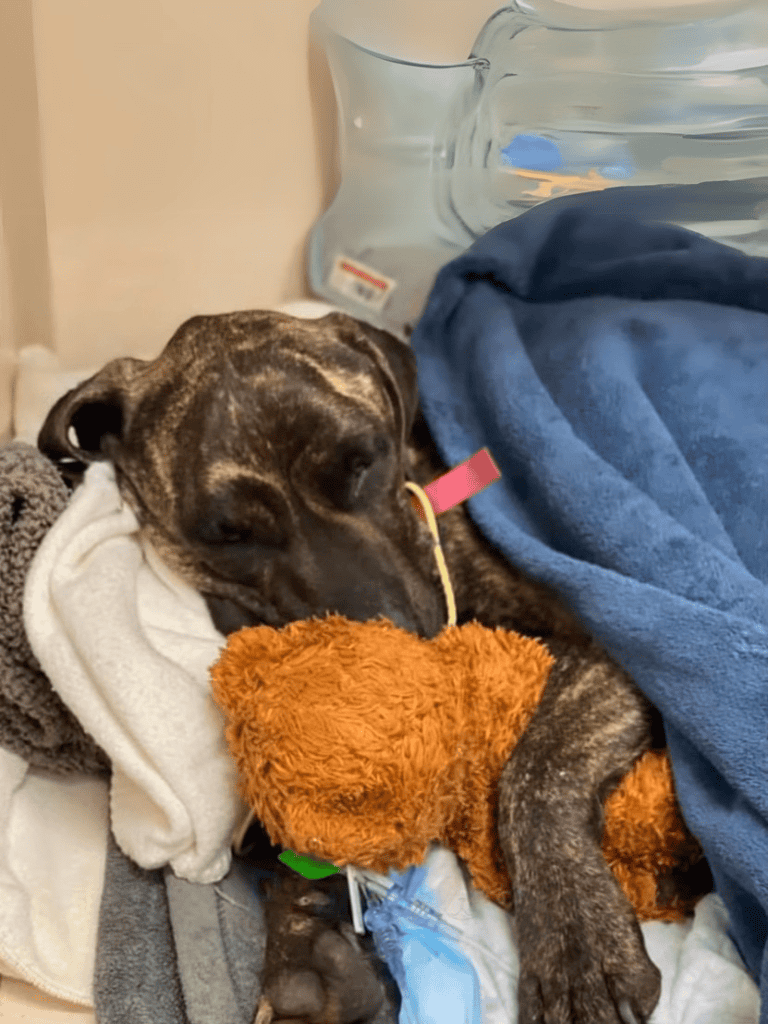 Dog resting with a teddy bear in cozy blankets, recovering from illness.