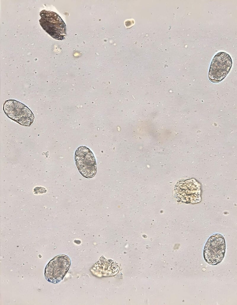 Microscopic view of dog parasite eggs for pet health.
