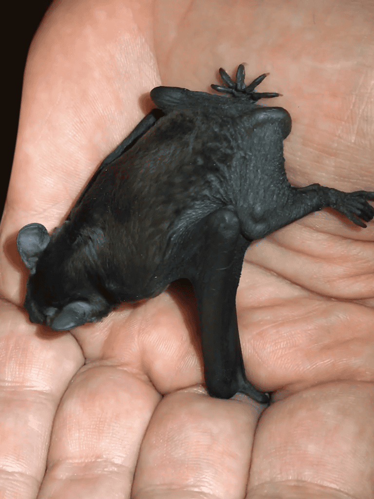 Small bat puppy resting on hand, adorable and tiny.