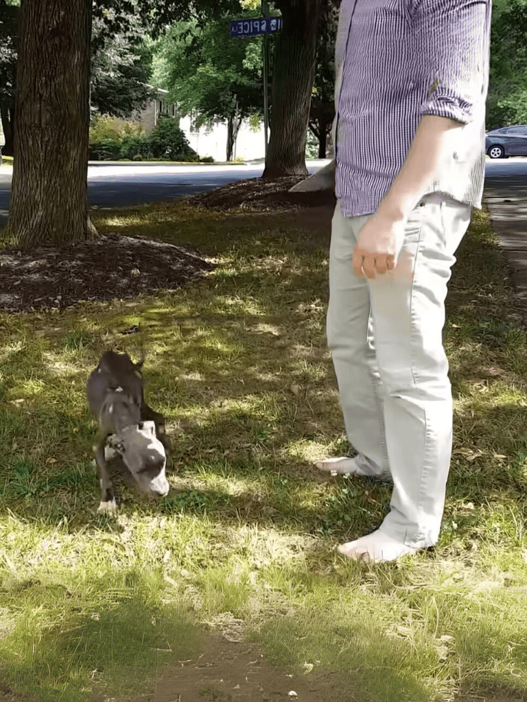 Dog training session outdoors with owner and puppy.