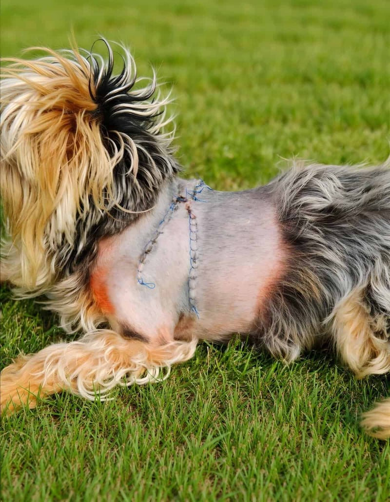 Dog with shaved surgical site and stitches after medical procedure.
