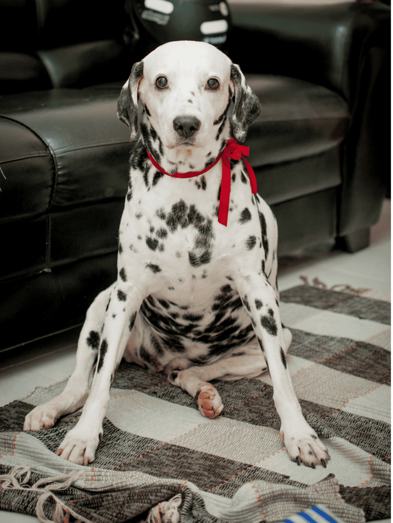 Dalmatian dog with red bow collar sitting on striped rug indoors, looking at the camera.
